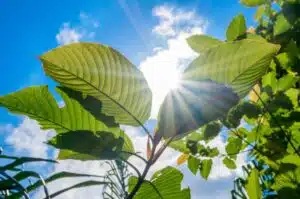 What is Kratom?