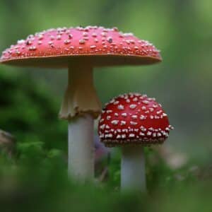 mushrooms