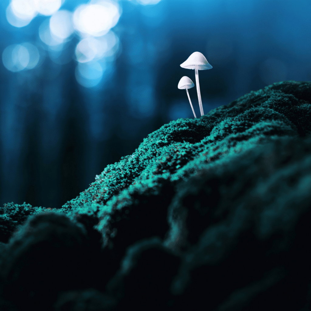 psychedelic mushrooms